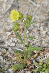 Emmenanthe penduliflora