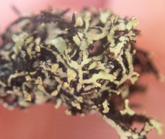 Hypogymnia hultenii