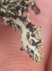 Hypogymnia hultenii