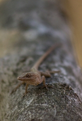 Anolis unilobatus