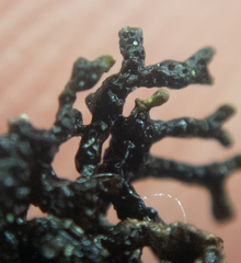 Hypogymnia hultenii
