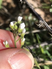 Tomostima cuneifolia