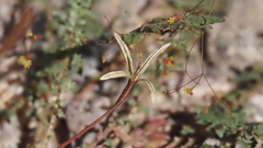 Chylismia claviformis aurantiaca