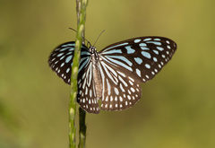 Ideopsis