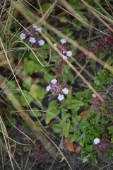 Stachys eriantha