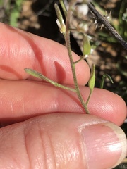 Tomostima cuneifolia