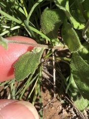 Tomostima cuneifolia