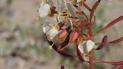 Chylismia claviformis aurantiaca