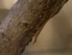 Anolis unilobatus