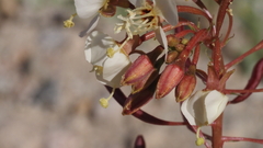 Chylismia claviformis aurantiaca