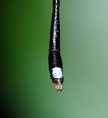 Protosticta versicolor