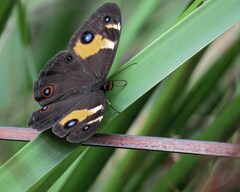 Tisiphone abeona albifascia