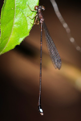 Protosticta versicolor