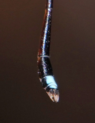 Protosticta versicolor