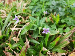 Viola inconspicua