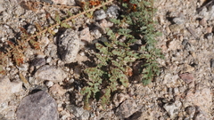 Chylismia claviformis aurantiaca