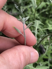 Lyrocarpa coulteri
