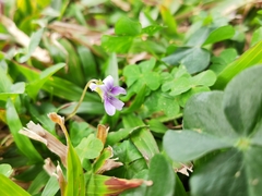 Viola inconspicua