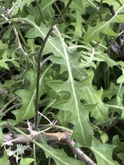 Lyrocarpa coulteri