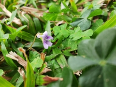 Viola inconspicua