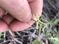 Lyrocarpa coulteri
