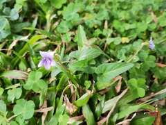 Viola inconspicua