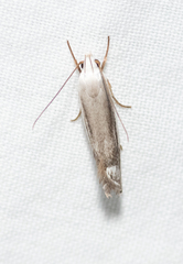 Plectophila micradelpha