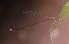 Protosticta versicolor