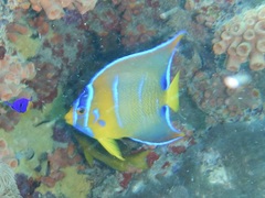 Holacanthus ciliaris