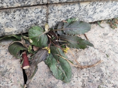 Rorippa indica
