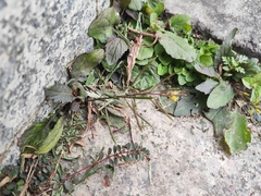 Rorippa indica