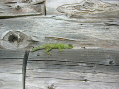 Sceloporus malachiticus