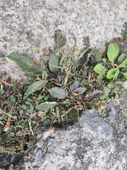 Rorippa indica