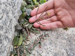 Rorippa indica