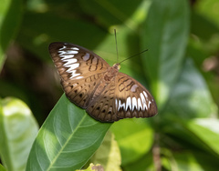 Tanaecia pelea