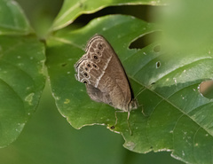 Mycalesis janardana