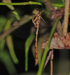 Macromidia fulva