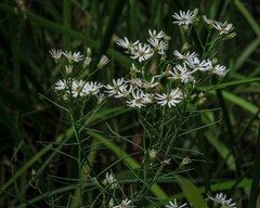 Olearia glandulosa
