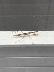 Tenodera australasiae