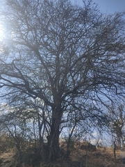Diospyros xolocotzii