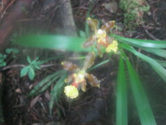 Oncidium oliganthum
