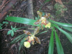 Oncidium oliganthum