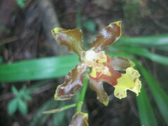 Oncidium oliganthum