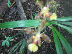 Oncidium oliganthum