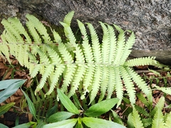 Christella parasitica