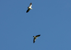 Ducula bicolor