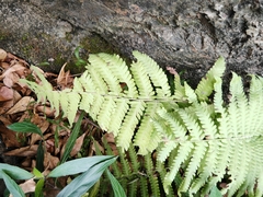 Christella parasitica
