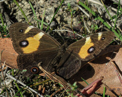 Tisiphone abeona albifascia