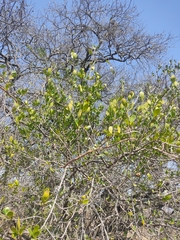 Diospyros xolocotzii