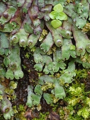 Marchantia emarginata